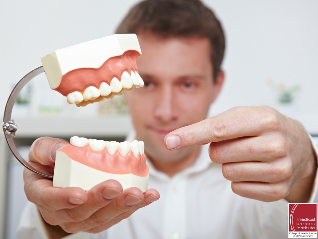 physical rendering model human teeth
